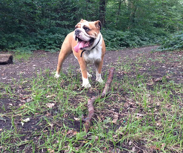 Liam's dog Daphne gets a walk